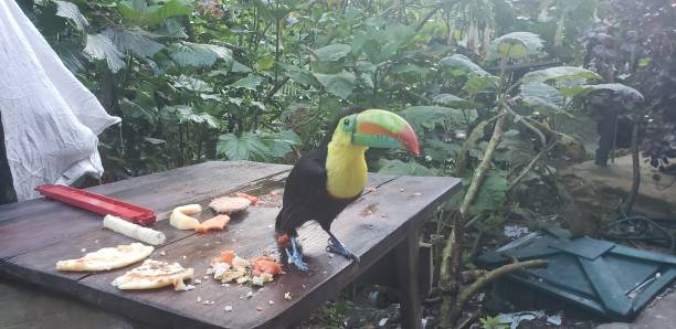 istock Toucan begging for food 1756751712