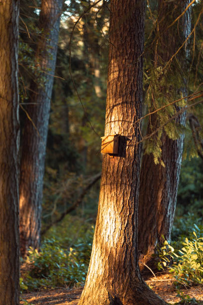 istock A bird house in a wood with beautiful evening light 1756757895