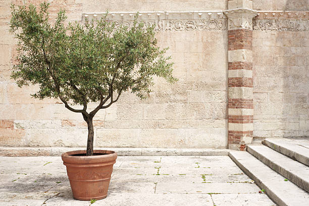 Olive tree in a pot Olive tree in a pot on a hot summer day in front of stone wall olive tree cut out stock pictures, royalty-free photos & images