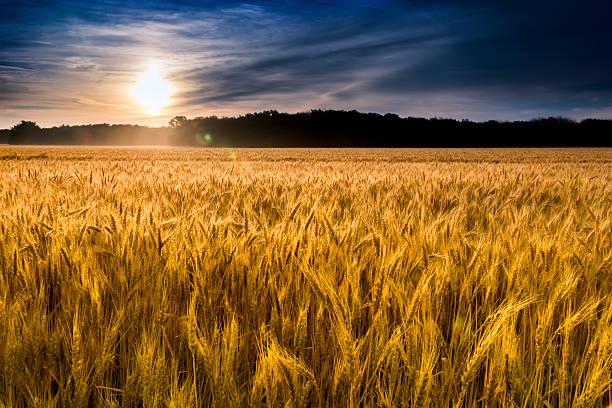 misty lever de soleil au-dessus de champ de blé doré dans le centre du kansas - kansas wheat bread midwest usa photos et images de collection