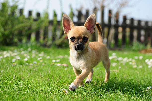 istock Chihuahua puppy 175676190