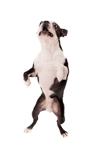 istock Jumping Boston Terrier Dog on White Background 175676340