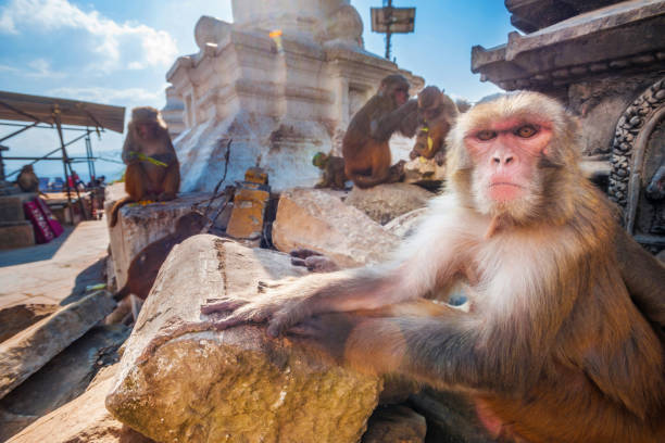 mono enojado en el templo de los monos, katmandú, nepal - swayambhunath fotografías e imágenes de stock