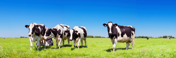 Las vacas en un nuevo campo de césped en un día claro photo