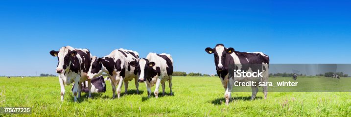 istock Cows in a fresh grassy field on a clear day 175677235