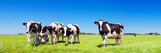 Cows in a fresh grassy field on a clear day Cows in a field under a clear blue sky. A seamlessly stitched panoramic image. saturated color stock pictures, royalty-free photos & images