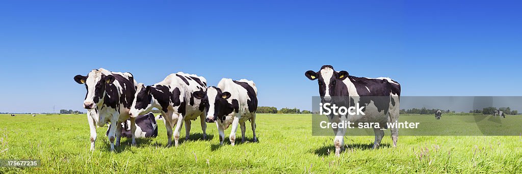 Vacas em um campo grassy fresca num dia claro - Royalty-free Gado doméstico Foto de stock
