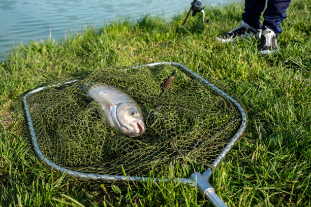 istock fish caught in a fishing net 1756775514