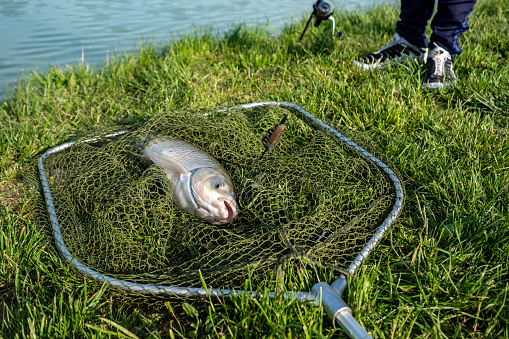 fish caught in a fishing net