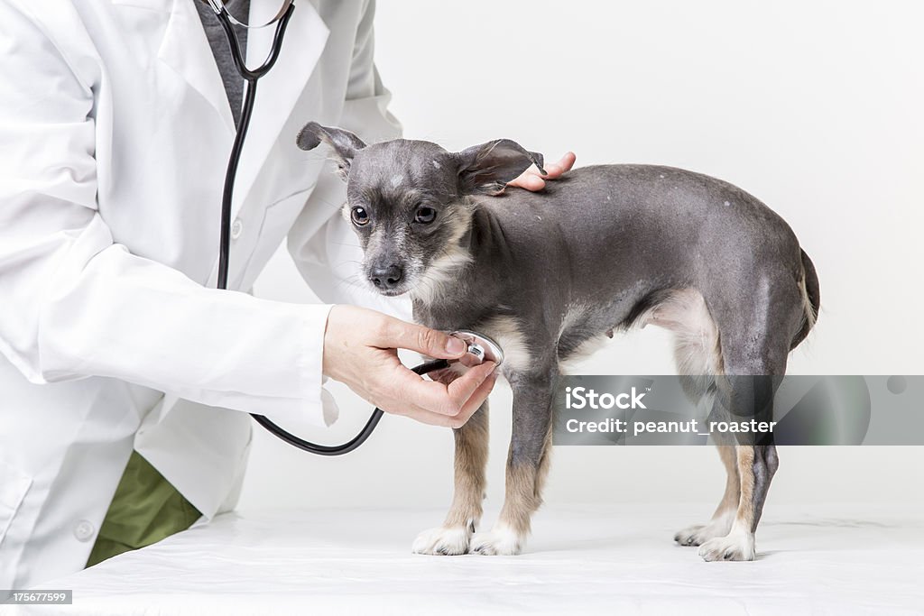 エチケット犬の獣医 - イヌ科のロイヤリティフリーストックフォト