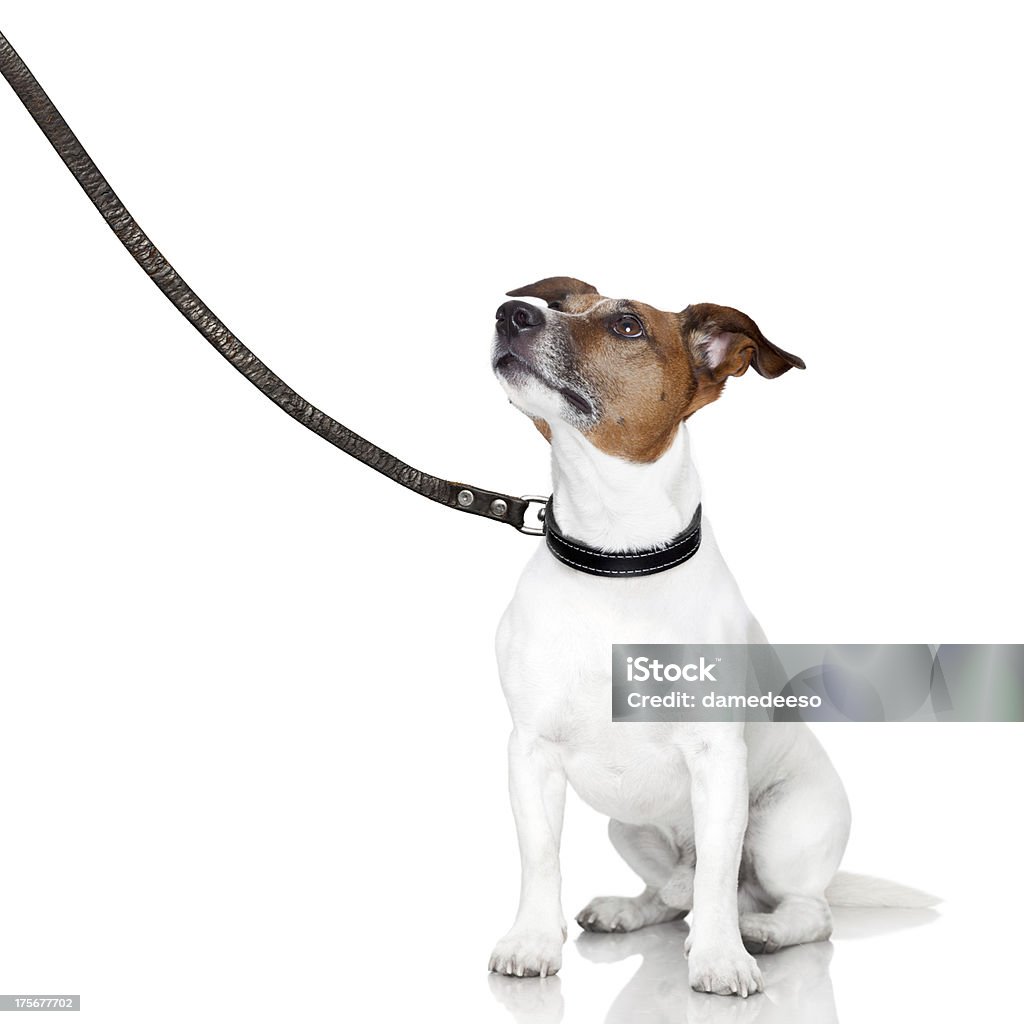Schlechte Hund suchen - Lizenzfrei Hund Stock-Foto