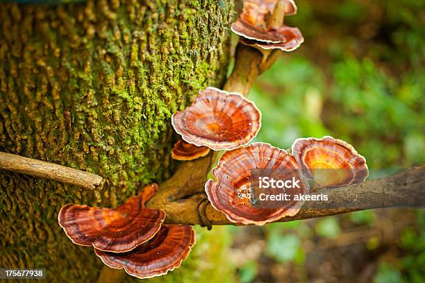 Photo libre de droit de Champignon De Vous banque d'images et plus d'images libres de droit de Aliment - Aliment, Arbre, Asie