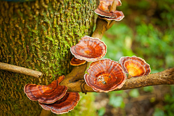 dziennik grzyb - orange mushroom asia brown zdjęcia i obrazy z banku zdjęć