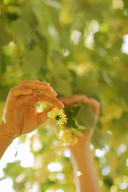 istock a woman's hands pluck linden flowers 1756780974