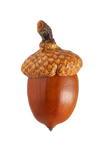 tree seeds, ripe oak acorn with a cap, isolated on a white background