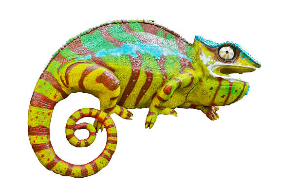 istock Panther Chameleon Furcifer Pardalis - Ambilobe 175679003