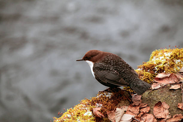 White-throated dipper on a mossy rock A closeup shot of a white-throated dipper on a mossy, leaf strewn rock. cinclidae stock pictures, royalty-free photos & images