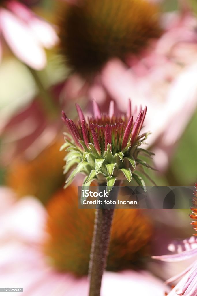 Echinacea purpurea Blüten - Lizenzfrei Alternative Medizin Stock-Foto