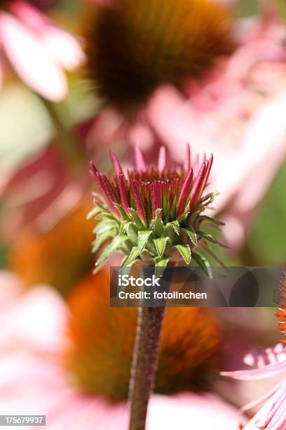 Echinacea Purpurea Blüten Stockfoto und mehr Bilder von Alternative Medizin - Alternative Medizin, Blume, Blüte