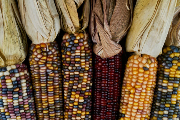 istock A close-up photograph of flint, or Indian corn 1756801961