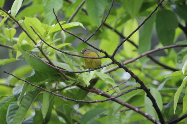 istock pia snake bird - Geothlypis aequinoctialis 1756811606