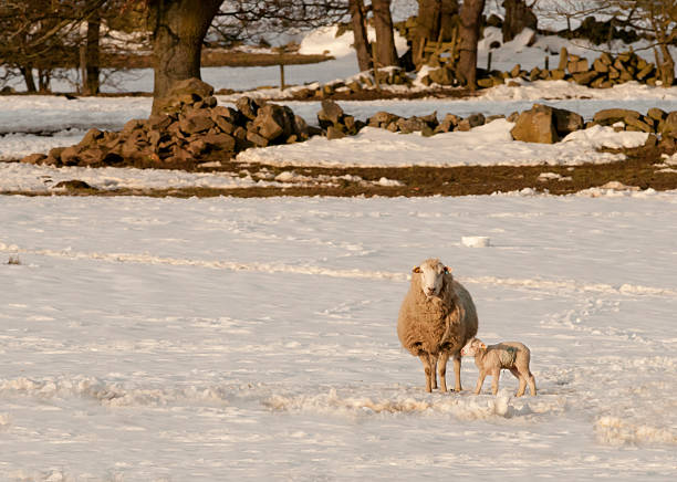 las ovejas y lambs en la nieve - livestock rural scene newborn animal ewe fotografías e imágenes de stock