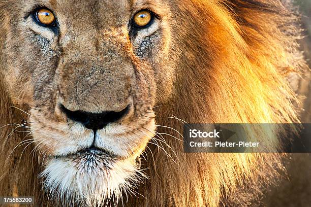 Maschio Leone Baciato Dal Sole - Fotografie stock e altre immagini di Leone - Grande felino - Leone - Grande felino, Parco Nazionale di Kruger, Close-up