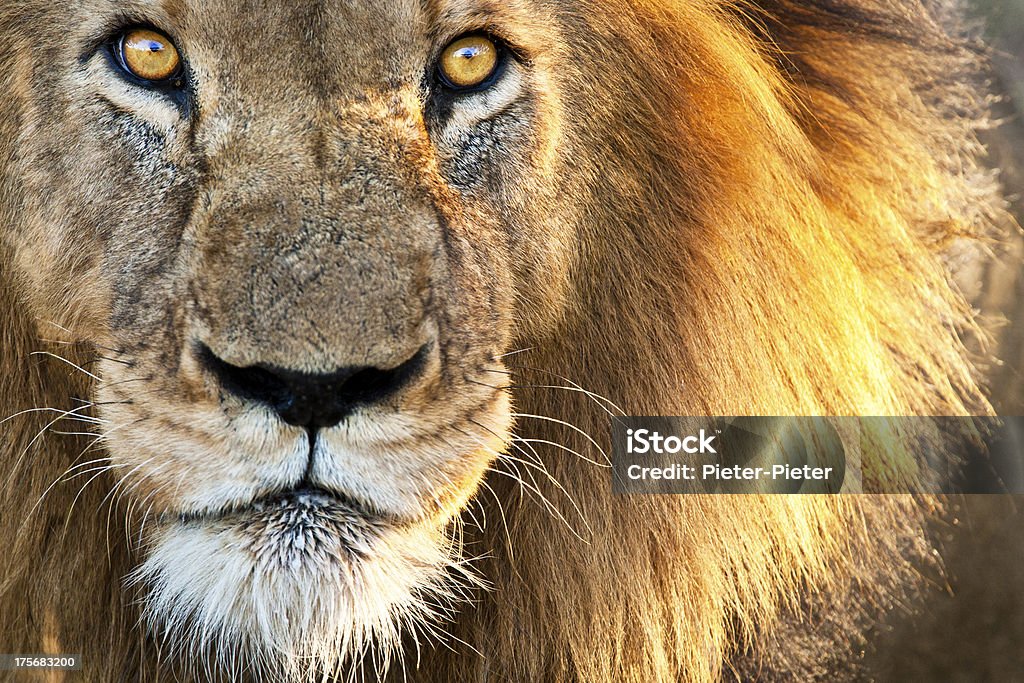 Sun kissed Male Lion Focus on eyes with reflection of safari vehicle Lion - Feline Stock Photo