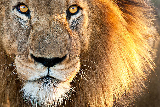 Sun kissed Male Lion Focus on eyes with reflection of safari vehicle leo stock pictures, royalty-free photos & images