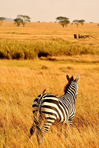 istock Zebra in Serengeti National Park 175683396