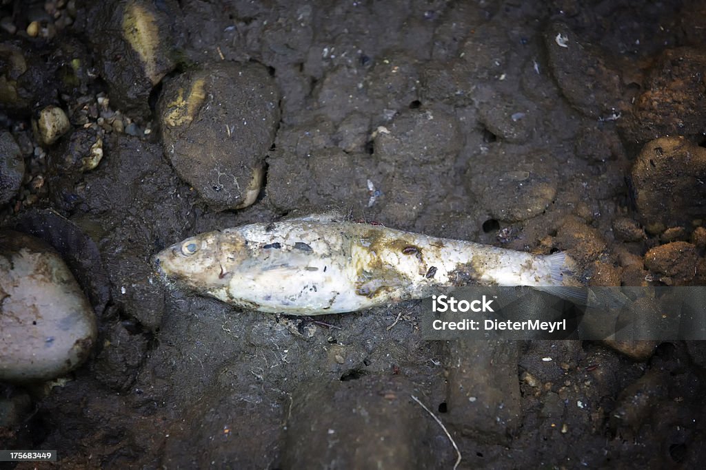 dead peixe contaminado rio - Foto de stock de Fotografia - Imagem royalty-free