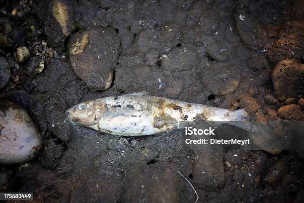 Foto de Dead Peixe Contaminado Rio e mais fotos de stock de Fotografia - Imagem - Fotografia - Imagem, Horizontal, Lixo Tóxico