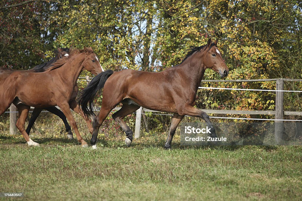 Chevaux de course sur pasturage brun - Photo de Activité libre de droits