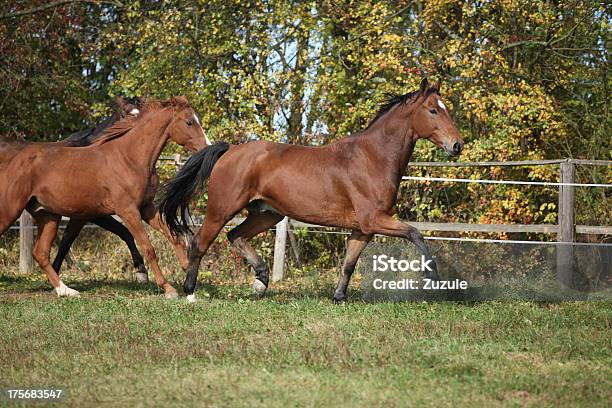 Photo libre de droit de Chevaux De Course Sur Pasturage Brun banque d'images et plus d'images libres de droit de Activité - Activité, Activité physique, Alezan foncé - Couleur d'un cheval