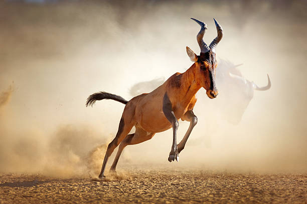 Red hartebeest running in dust Red hartebeest running in dust - Alcelaphus caama -  Kalahari desert -  South Africa kgalagadi transfrontier park stock pictures, royalty-free photos & images