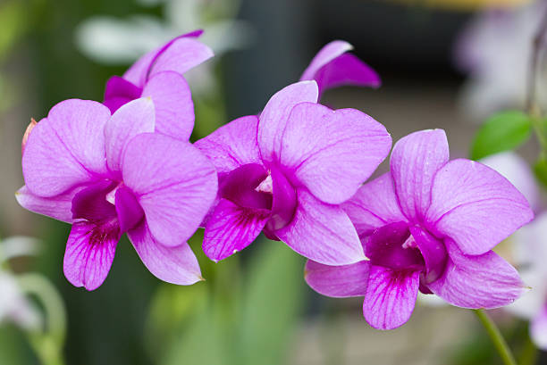 istock Purple orchid flowers. 175684079