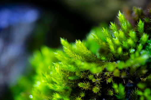 Extreme Close-up of Moss.