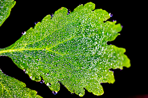 Macro of Water Drops on a Leaf on Black Background.
