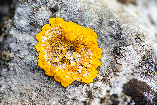 Macro of Small Orange Lichen Growing on Stone.