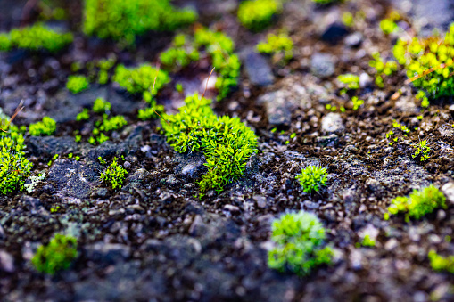 Macro of Small Moss Growing Out of Concrete.