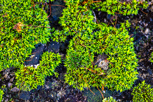 Moss Growing out of Conrete From Above.