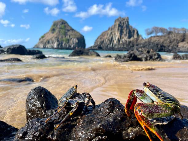 istock Red Crab on the rock 1756841359