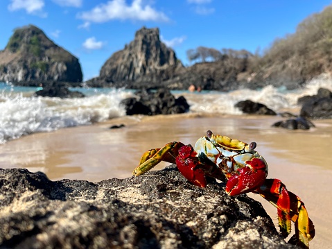 Red Crab on the rock