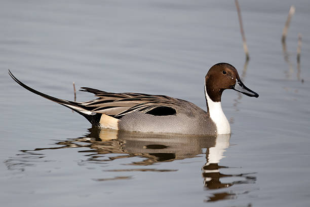 istock Northern pintail, Anas acuta 175684312
