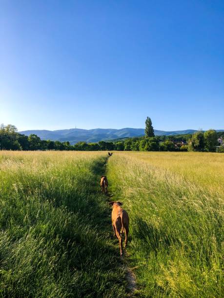 istock dogs run grazing in a meadow with mountains in the background. 1756845804