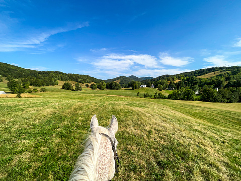 Horse on a green meadow in the Carpathian mountains.