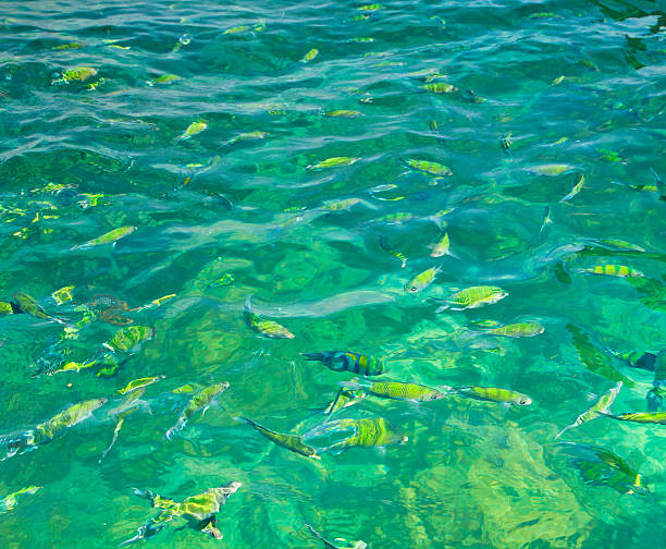 Fish in the sea Phi Phi Island krabi province thailand
