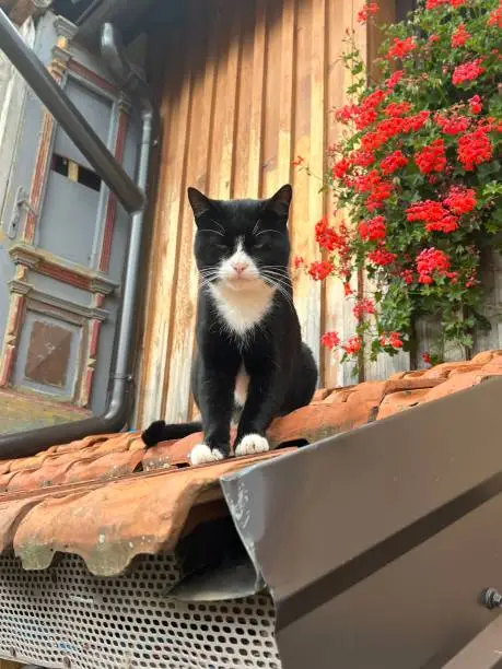 Black and white cat sleeping on the roof