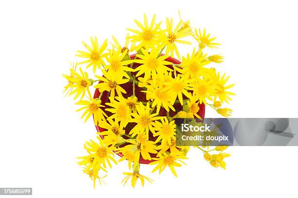 Yellow Wild Flowers Stock Photo - Download Image Now - Beauty In Nature, Blossom, Botany