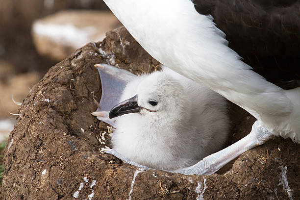istock Black-browed Albatross and her chick 175686192